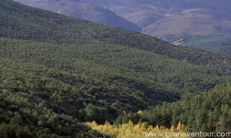 Ruta Transnevada