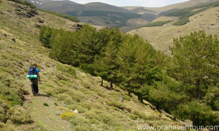 Sulayr